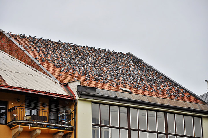 A2B Pest Control are able to install spikes to deter birds from roofs in Aldersbrook. 