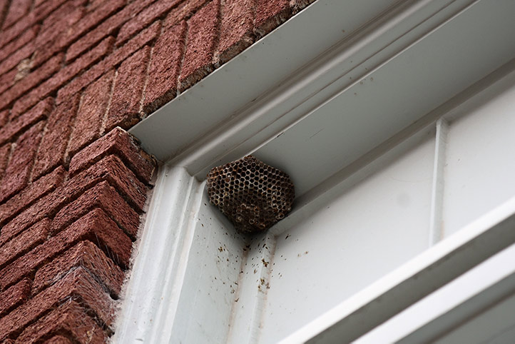 We provide a wasp nest removal service for domestic and commercial properties in Aldersbrook.